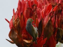 Kein Kolibri, sondern ein normaler, kleiner Vogel, der sich an den Blüten gütlich tut