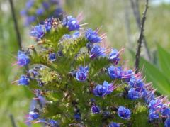 Auffällig, in Neuseeland gibt es sehr viele blaue Blüten