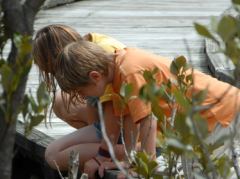 Jorina und Luc erkunden die Mangroven vom Steg aus
