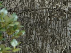 Luftwurzeln der Mangroven bei Rawene