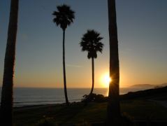 Palmen im späten Licht, kurz vor Sonnenuntergang in Pismo Beach