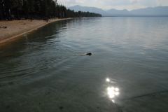 Hund apportiert Ball aus dem Lake Tahoe