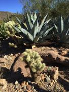 Agaven und Kaktus im Arizona-Sonora Desert Museum