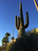 Saguaro Kaktus beim Best Western Hotel in Tucson