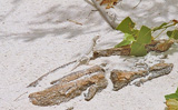 Minibild Eidechse im White Sands National Monument