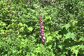 Minibild Blume