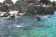 Minibild Delphin-Becken
