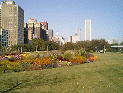 Minibild Blumen Chicago