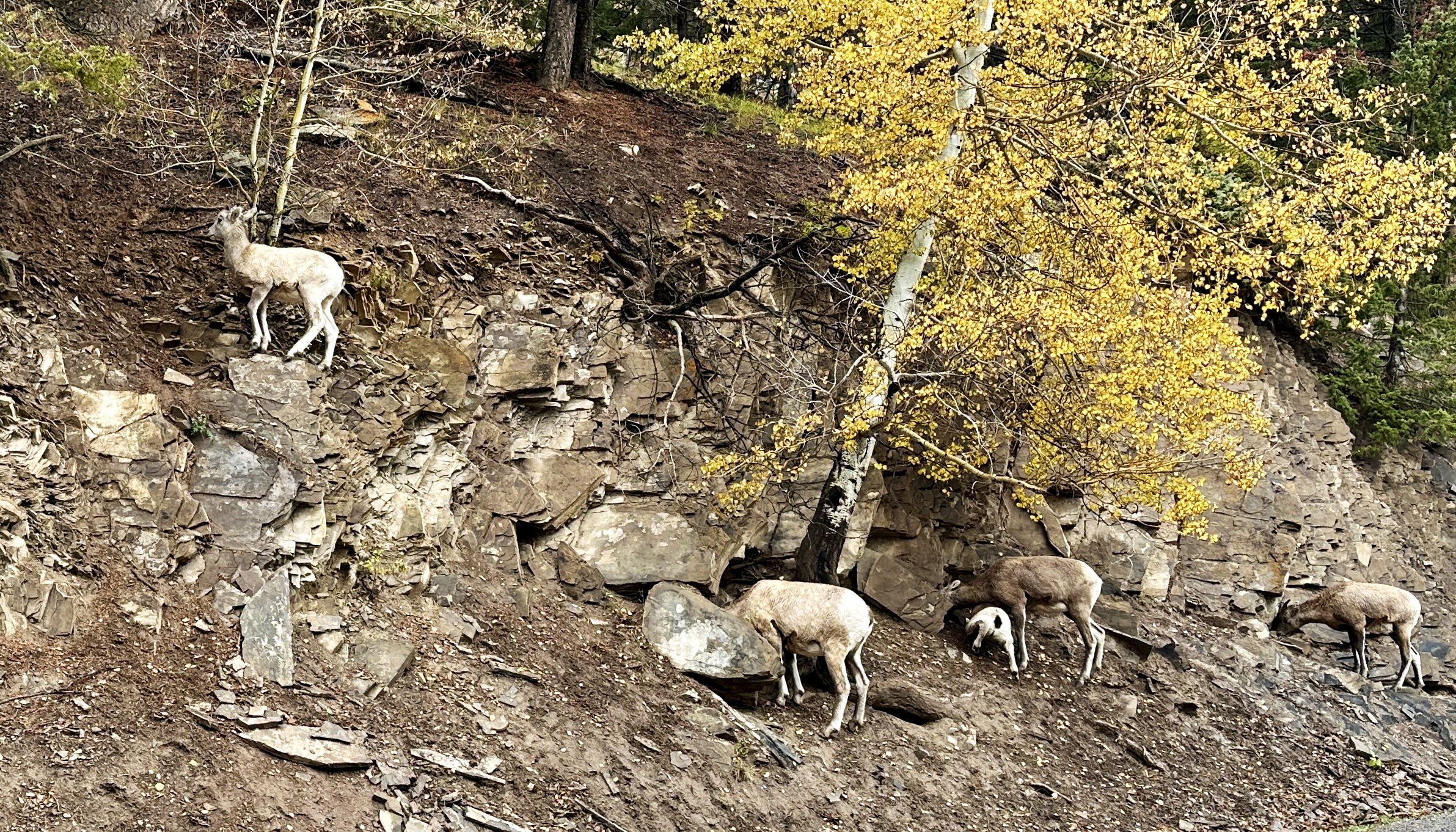 Dickhorn-Schafe suchen Nahrung oder Salz an einem steilen Hang neben der Strasse