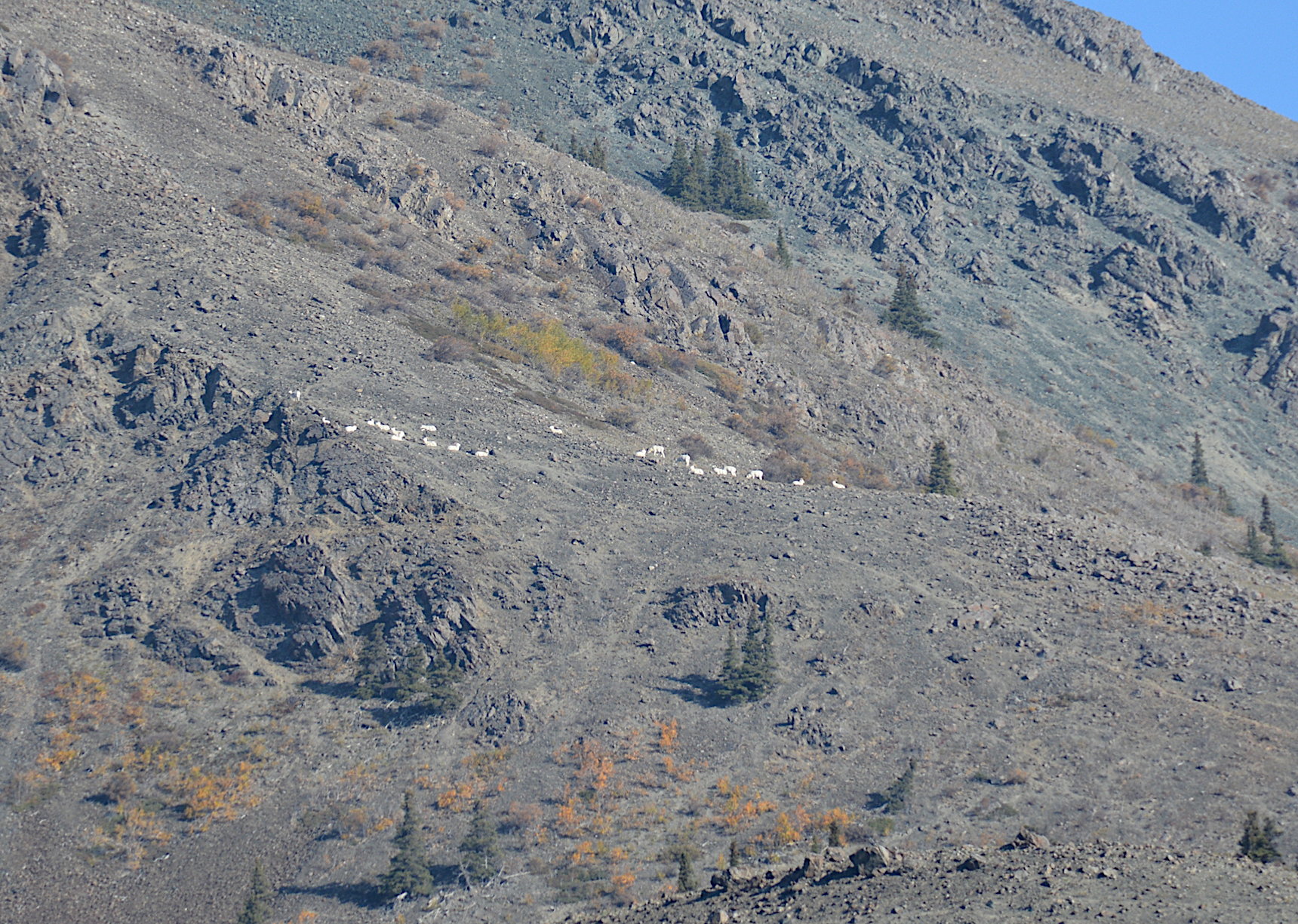 Eine Herde Dall-Schafe am Hang des Sheep Mountain