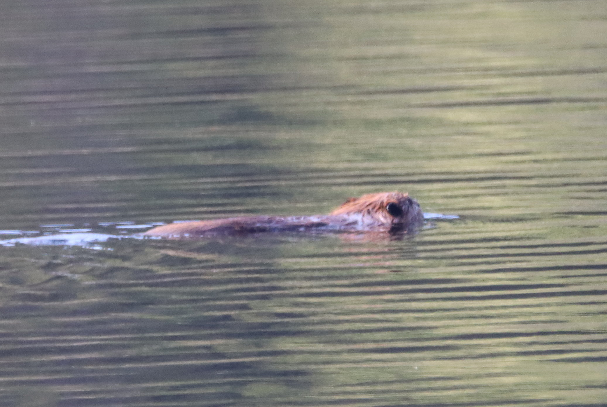 Ein Biber schwimmt mit erhobenem Kopf durch den See