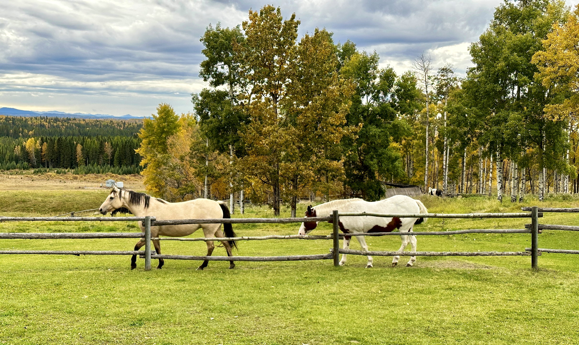 Zwei Pferde auf der Koppel, entlang des Zaunes auf der grünen Wiese