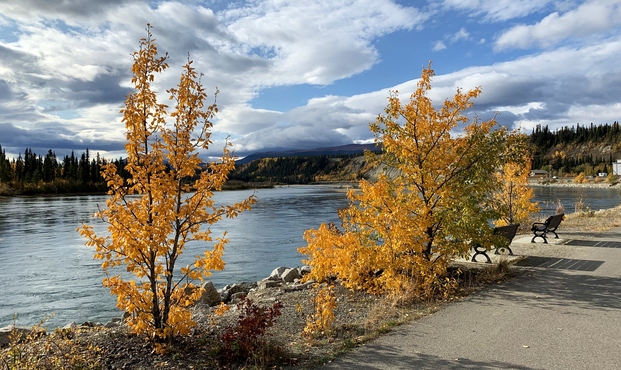 Goldenes Herbstlaub am Yukon River in Whitehorse