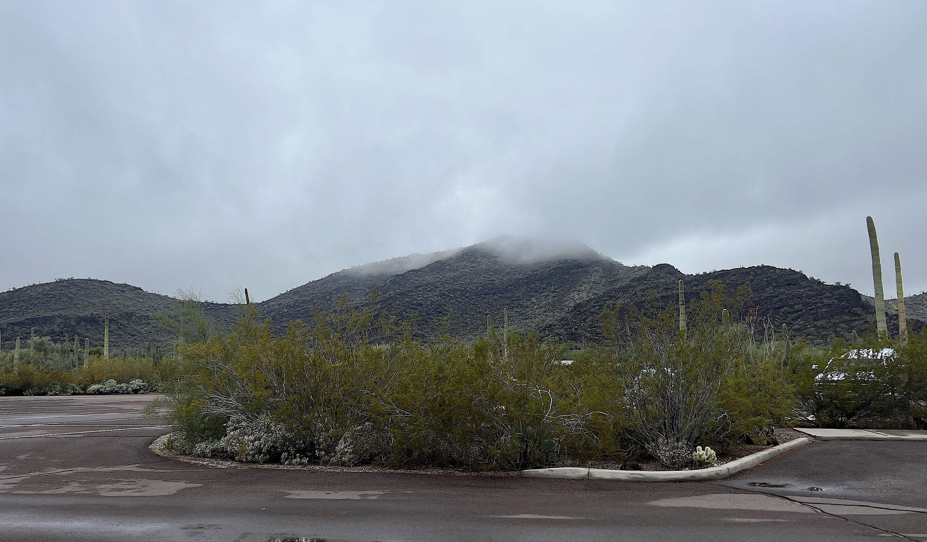 Blick auf die wolkenverhangenen Hügel beim Visitor-Center des Organ Pipe Cactus National Monument. Im Vordergrund ein paar Saguaro-Kakteen.