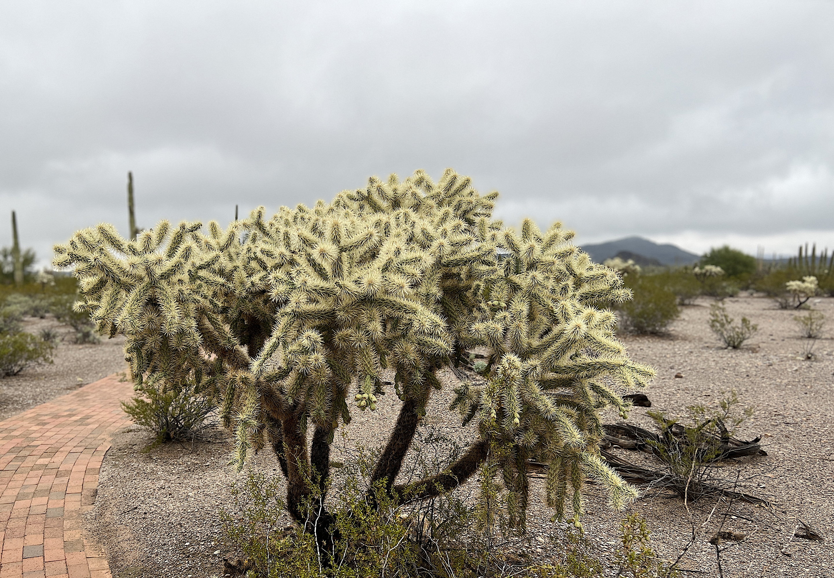 Ein ganzer Cholla-Kaktus, mit vielen Ärmchen voller Stacheln. Daneben der Gehweg beim Visitor Center.