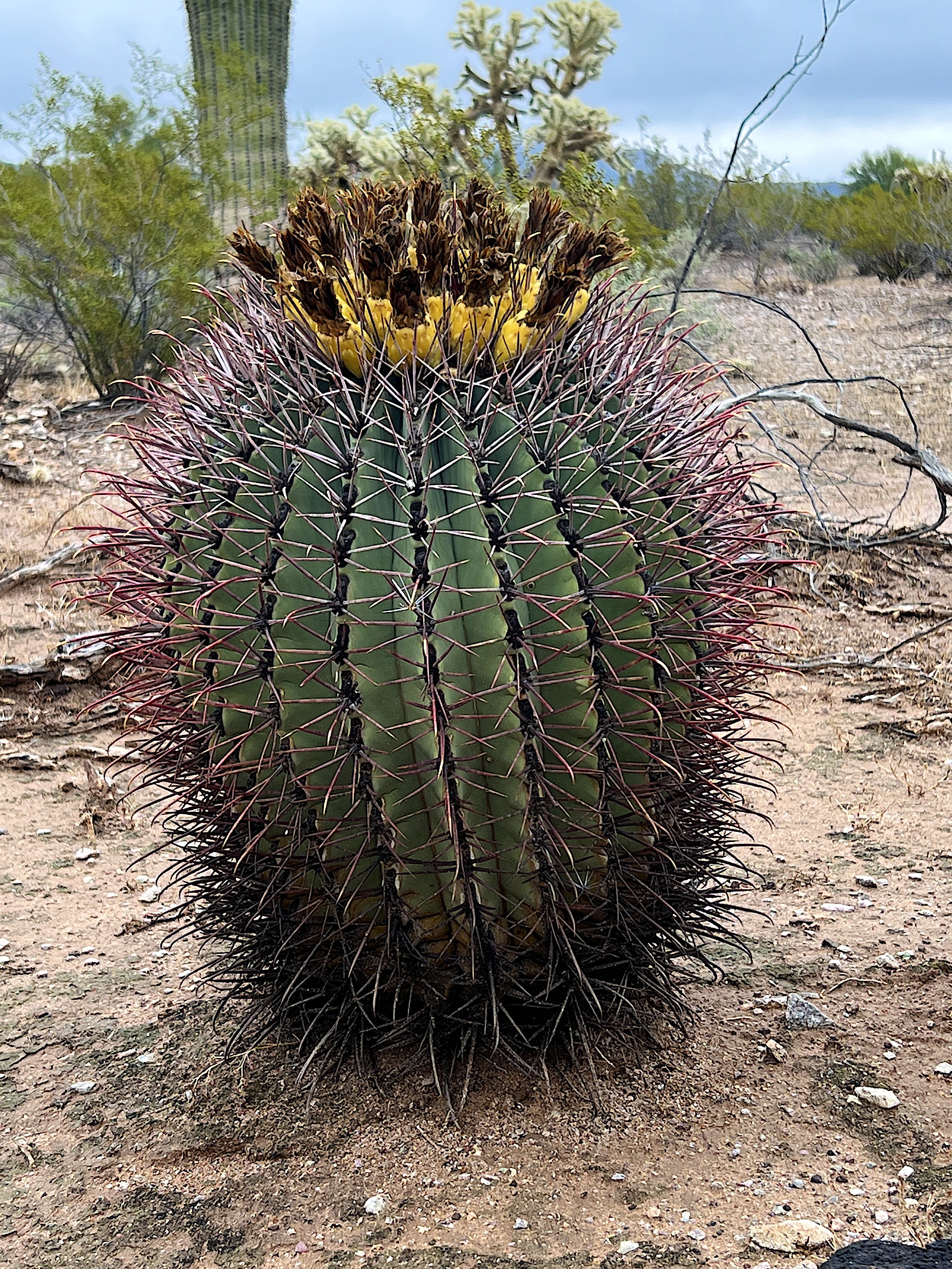 Ein länglich runder Fass-Kaktus, wissenschaftlich Ferocactus wislizeni. Er hat dicke, dichte Stacheln. Auf der Oberseite trägt er gelbe, reife Kaktusfrüchte.