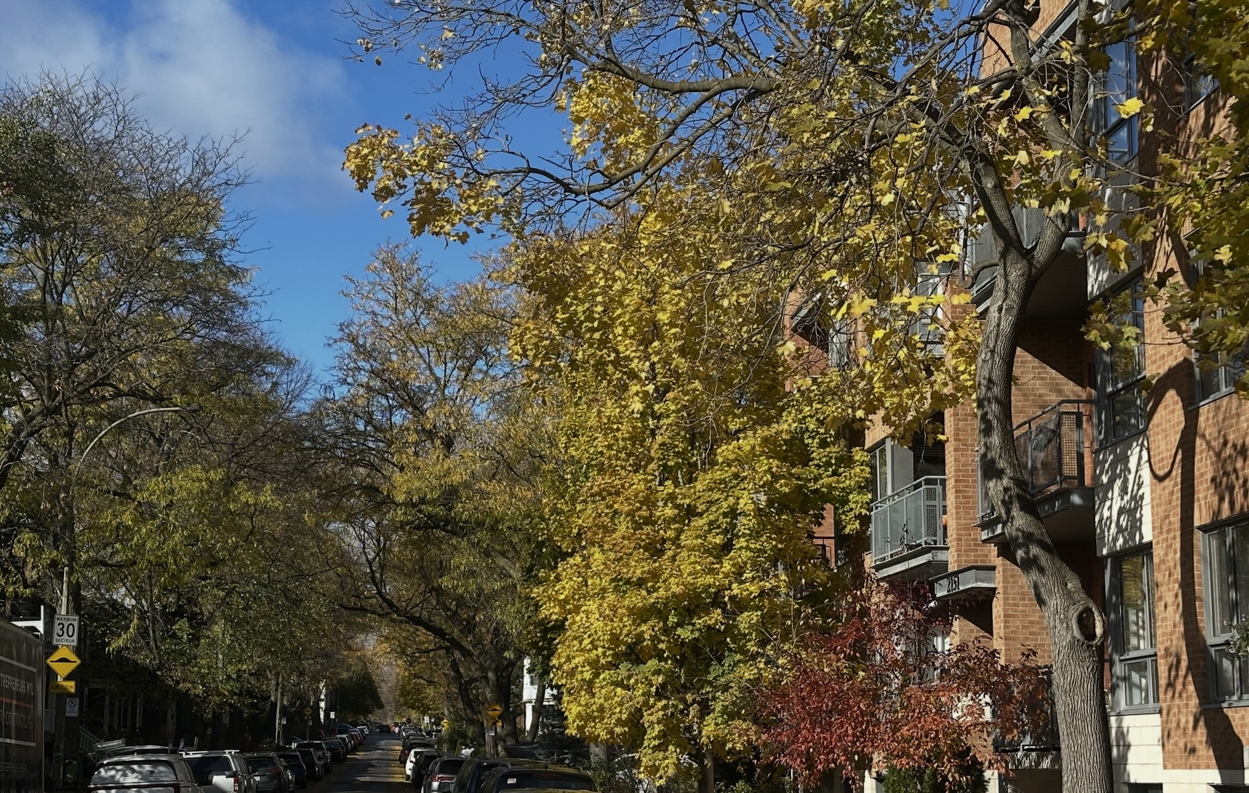 Quartierstrasse in Montreal West, Bäume im letzten Herbstlaub, Backsteingebäude und parkierte Autos