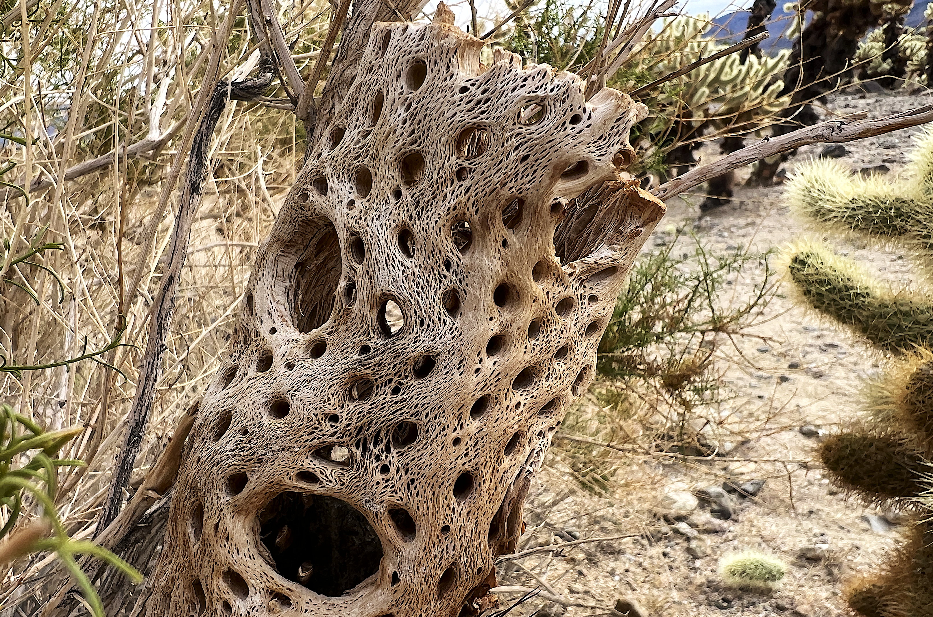 Ein Stamm des Kaktus, nachdem er abgestorben ist. Der Stamm besteht aus vielen verflochtenen Fasern und hat regelmässige Löcher, ohne dass seine Stabilität gefährdet wäre.