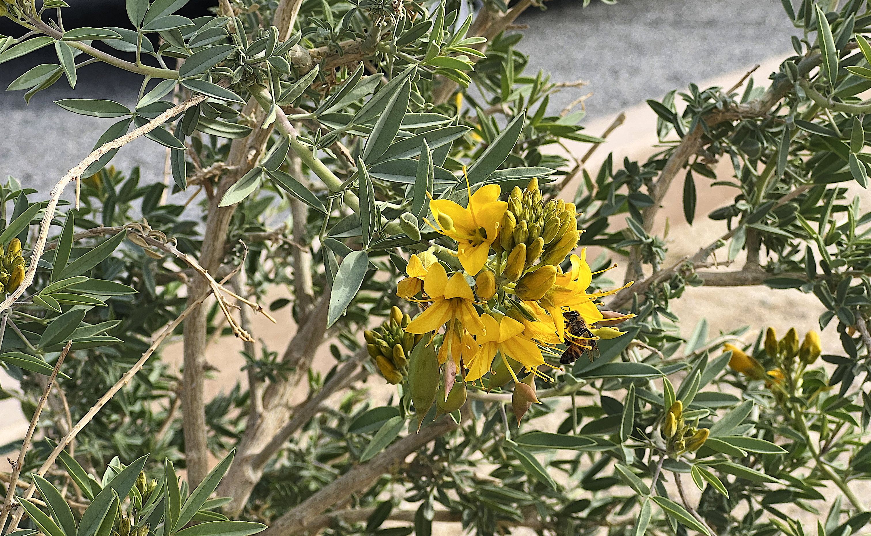 Ein Strauch mit grünen, dicken Blättern hat schöne gelbe Blüten ausgebildet. Wer genau hinschaut, bemerkt eine Biene an den Blüten.