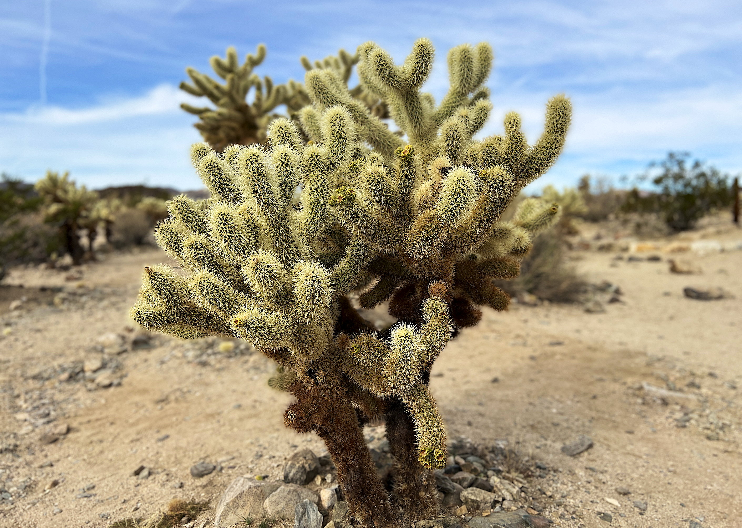 Ein Cholla Kaktusstrauch steht relativ alleine im kargen, sandigen Boden. Er hat unzählige kleine Triebe, deren viele Stacheln sie ein wenig pelzig wirken lassen.