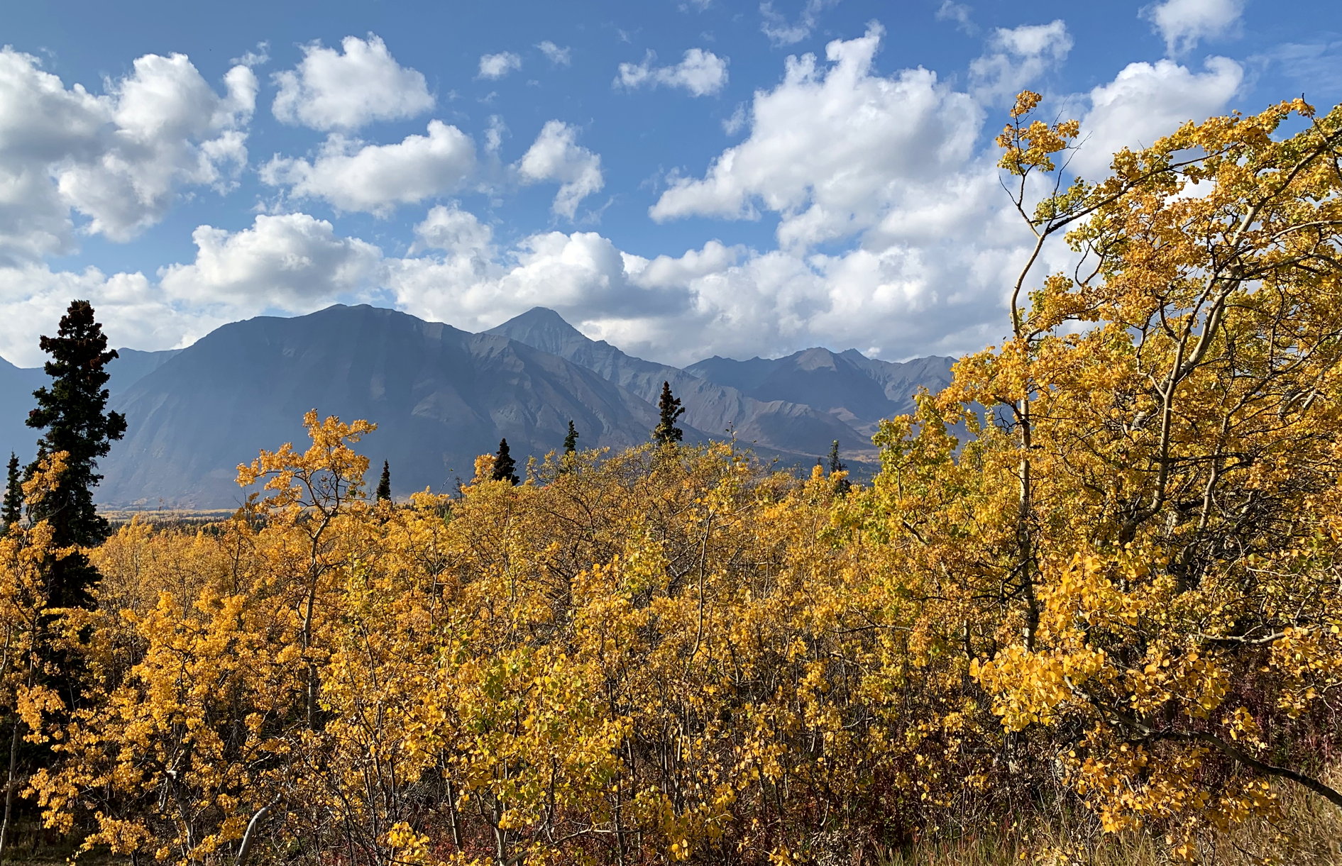 Blick auf die goldenen Herbstblätter am Kathleen Lake