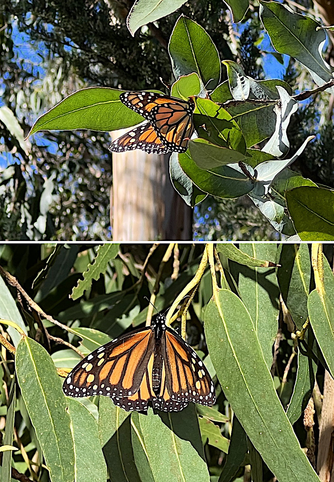 Zwei Photos eines Monarch-Falters zusammenmontiert. Die Falter haben eine orange Grundfarbe und sind mit schwarzen und weissen Zeichnungen gebändert.