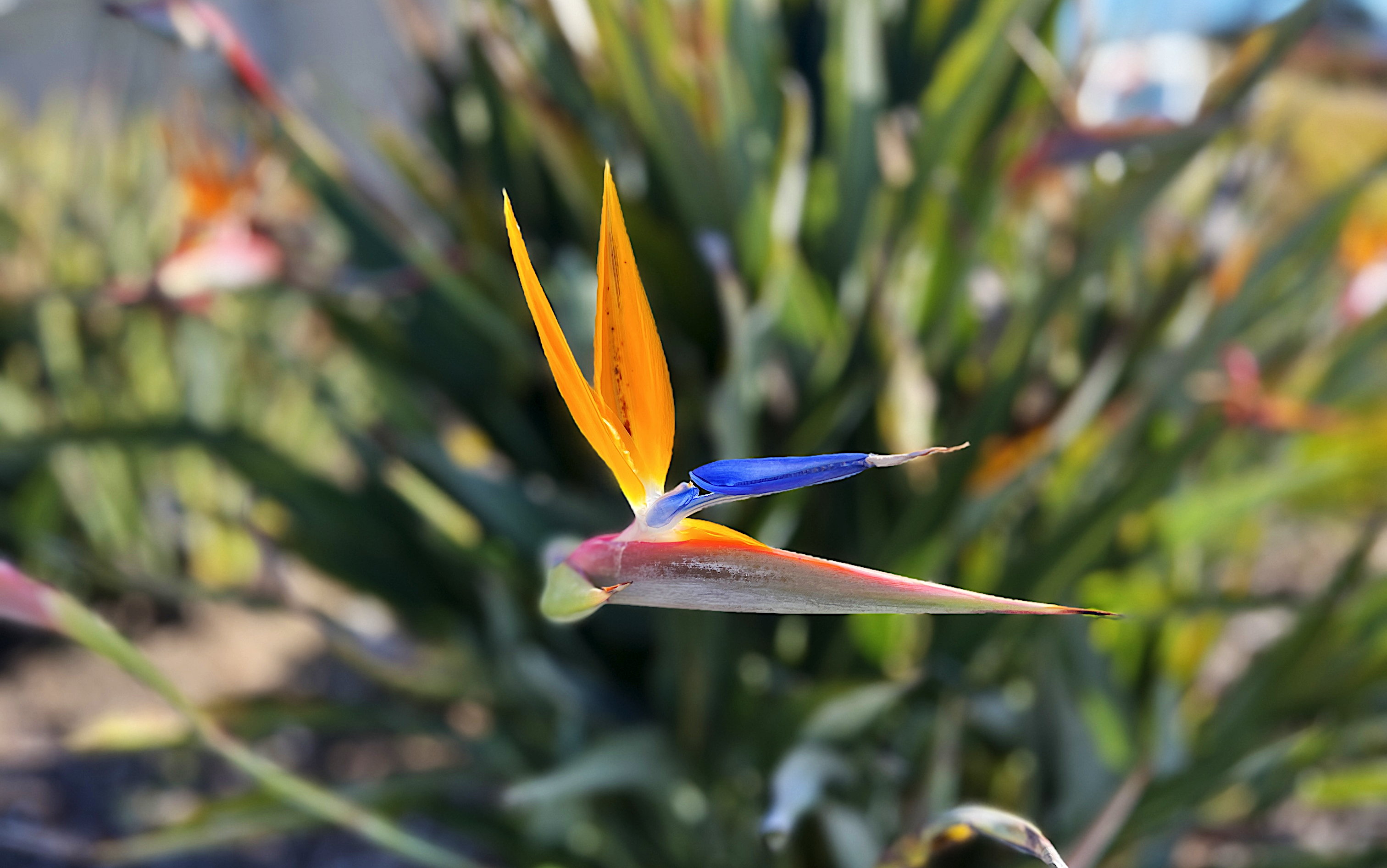 Eine Paradiesvogelblume oder auch Strelitzia reginae, freigestellt vom Hintergrund. Die gelb/orangen Blüten kontrastieren sehr schön mit dem Blau der Blütenhüllblätter.