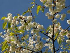 Kirschblüte in Cymru