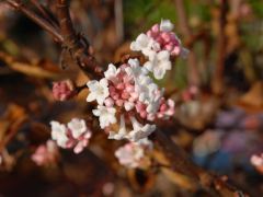 Spätherbstliche Blüten