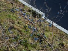 Schlehdornfrüchte am Wegrand