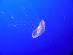 Eine Qualle im Aquarium von Monterey