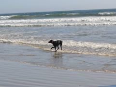 Auch Hunde lieben das Meer