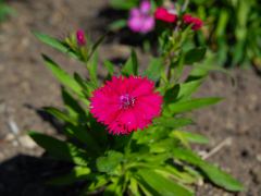 Blumen im Hotelgarten, auch als Test des Makro