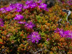 Blumen im Hotelgarten, auch als Test des Makro