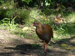 Das «Weka» am Wegweiser beim Whariwharangi Hut