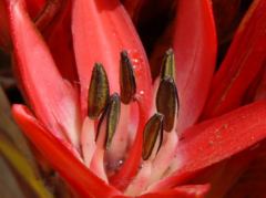Makro-Aufnahme einer roten Blüte eines kaktusähnlichen Strauchs