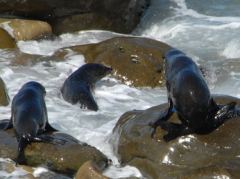 Neuseeländische Fur Seals am Strand