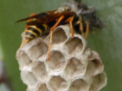 Wespe beim Nestbau