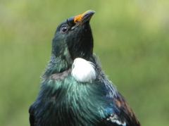 Ein Tui (Vogel), der sehr seltsame Geräusche erzeugen kann