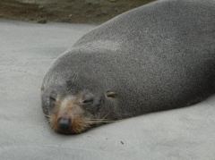 Diesem Fur Seal konnte man sich bis zu 2m nähern, ohne dass er protestierte
