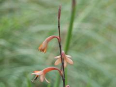 Blumen (Orchideen?) bei den Mangroven in Rawene