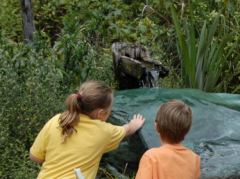 Im Rainbow Springs Kiwi Park in Rotorua