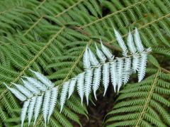 Silberfarn oder Silverfern, hier sieht man, woher der Name kommt