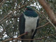 "New Zealand Pigeon im Baum vor dem Tree Tops in Puponga" 