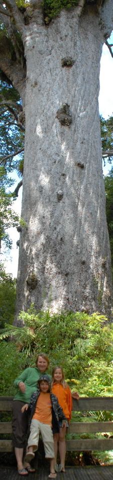 Vor dem Te Mahuta, dem grössten noch lebenden Kauri von Neuseeland