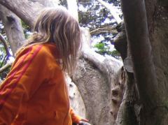 Klettern im Baum, Botanischer Garten Wellington