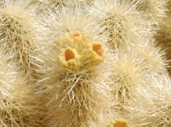 Makro/Zoom eines Cholla Kaktus