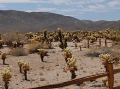 Überblick über den Cholla Kaktusgarten im Joshua Tree Nationalpark