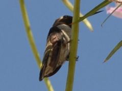 Kolibri auf an einem blühenden Strauch in Kelso, Nevada