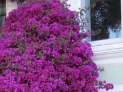 Blumenschmuck an einem Haus an der Haight St San Francisco